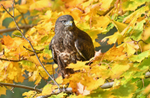 Common Buzzard