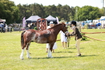 SBM_15555