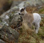 WELSH MOUNTAIN GOATS