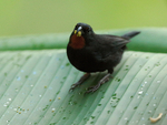 Lesser Antillean Bullfinch (male), Fond Doux Plantation, St Lucia