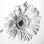 Flowers 003a