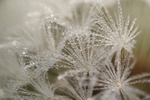 Dandelion 6