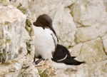 Guillemot