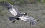 Andean Condor