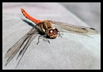 On My Trousers