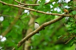 Pied Flycatcher