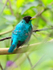 Green Honeycreeper (male) perched in a bush at Leaves & Lizards