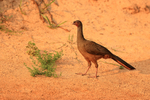 Chaco Chachalaca, Corixa Três Irmãos, Mato Grosso, Brazil