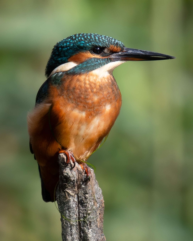 Common Kingfisher - Big Pool Wood - North Wales
