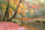 New Forest Autumn