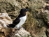 Razorbill