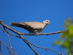 Collared Dove