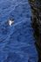 Guillemot approaches cliff, Flamborough Head, Yorkshire