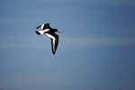 Oystercatcher - Blakeney Point