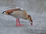 Egyptian Goose