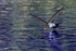 Cave Swiftlet low over water, Bali, Indonesia