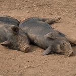 Pigs2