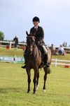 Class 2: Rising Star Large Hack/Riding Horse portfolio