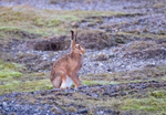 Brown Hare - Lepus europaeus
