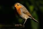Rouge-gorge