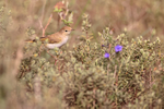 Western Bonelli's Warbler portfolio