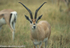 Grants Gazelle