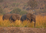Chobe National Park Botswana