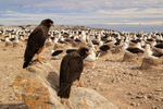 Striated Caracaras beside Black-browed Albatross colony, Falklands