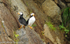 Horned puffins