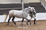 BPP_0529