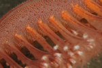 Pennatula phosphorea