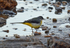 Grey Wagtail