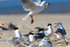 Gull Attack 4