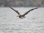 Peruvian Pelican in flight, Chile