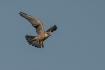 Red-footed Falcon  (f)