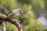 Red Crossbill portfolio