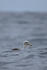 Salvin's Albatross behind wave, Pacific Ocean, Chile