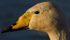 WHOOPER SWAN