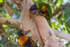Lorikeet eating paperbark 2 0A3A4469