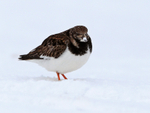 Turnstone in the snow at Salthouse Marshes