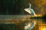 pr120 Egret Reflections