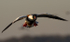 FLYING SHELDUCK