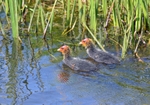 Crakes and rails portfolio