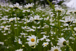 Alaskan Daisies 7