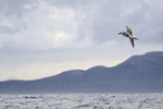 Shy Albatross (immature), coastal background, South Africa