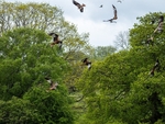 Red Kites