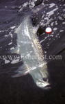 Caught Tarpon.