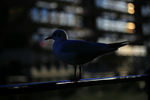 Black headed gulls on a railing in Bristol_0087