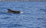 Short finned pilot whale, Pico Island, Azores