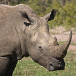 White Rhinoceros close-up